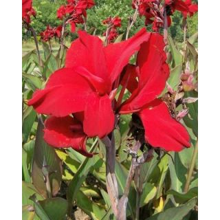 Compra CANNA RED DAZZLER (25 Unid.). en la tienda online Fito Agrícola