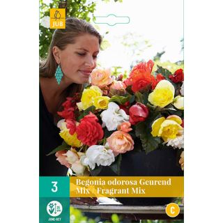 Compra BEGONIA CASCADE ODOROSA FRAGRANT MIX en la tienda online Fito Agrícola