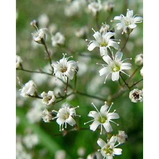 Compra GYPSOPHILA PANICULATA (25 Unid.). en la tienda online Fito Agrícola