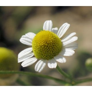 Compra MANZANILLA CAMOMILA (1 Kgr.). en la tienda online Fito Agrícola