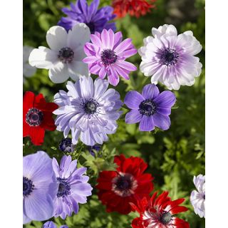 Compra ANÉMONA STA. BRÍGIDA MIX (100 Unid.) en la tienda online Fito Agrícola