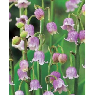 Compra CONVALLARIA MAJALIS ROSEA (25 Unid.). en la tienda online Fito Agrícola
