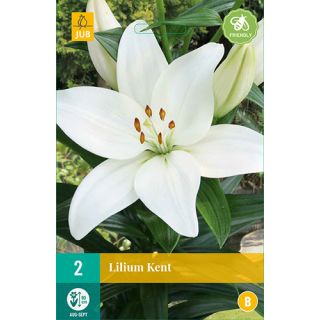 Compra LILIUM KENT en la tienda online Fito Agrícola