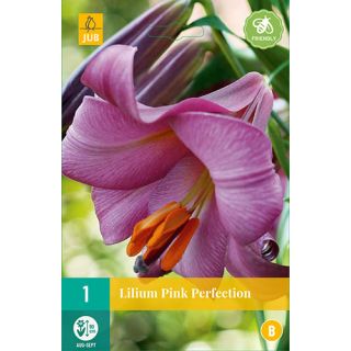 Compra LILIUM PINK PERFECTION en la tienda online Fito Agrícola