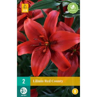 Compra LILIUM RED COUNTY en la tienda online Fito Agrícola