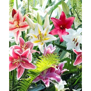Compra LILIUM ORIENTAL MIX (50 Unid.). en la tienda online Fito Agrícola