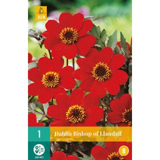 Compra DALIA BISHOP OF LLANDAFF en la tienda online Fito Agrícola