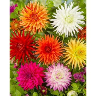 Compra DALIA CACTUS MIX (10 Unid.). en la tienda online Fito Agrícola
