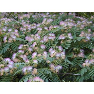 Compra ACACIA DE CONSTANTINOPLA (100 gr.) en la tienda online Fito Agrícola