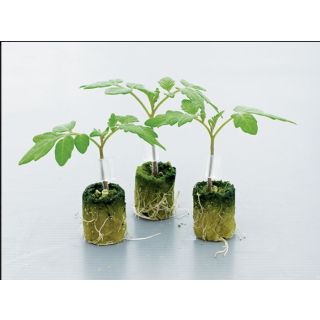 Compra TOMATE ESTAMINO F1 (5.000 Semillas) en la tienda online Fito Agrícola