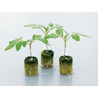 Compra TOMATE FORTAMINO F1 (5.000 Semillas) en la tienda online Fito Agrícola