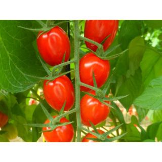 Compra TOMATE SANTYPLUM F1 (1.000 Semillas) en la tienda online Fito Agrícola
