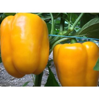 Compra PIMIENTO VÉLEZ F1 (1000 Semillas). en la tienda online Fito Agrícola