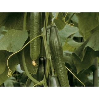 Compra PEPINO BORJA F1 (1000 Semillas). en la tienda online Fito Agrícola