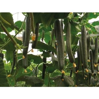 Compra PEPINO BRAGANZA F1 (1000 Semillas). en la tienda online Fito Agrícola