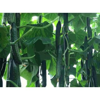 Compra PEPINO OKTAN F1 ECOLÓGICO (1000 Semillas). en la tienda online Fito Agrícola