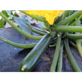 Compra CALABACÍN COLETTE F1 (1.000 Semillas) en la tienda online Fito Agrícola