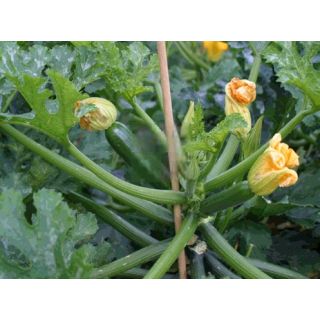 Compra CALABACÍN GALATEA F-1 (1.000 Semillas) en la tienda online Fito Agrícola