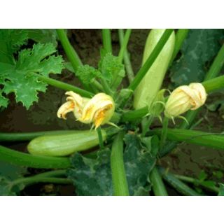 Compra CALABACÍN ISMALIA F1 (1.000 Semillas) en la tienda online Fito Agrícola