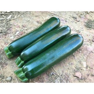 Compra CALABACÍN METIS F1 (1.000 Semillas) en la tienda online Fito Agrícola