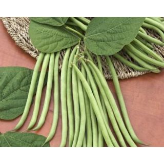 Compra JUDÍA EMERITE Natural Choice (2.000 Semillas) en la tienda online Fito Agrícola