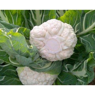 Compra COLIFLOR GWENDIS F1 Vilsem Natural Choice (2.500 Semillas). en la tienda online Fito Agrícola