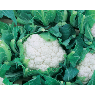 Compra COLIFLOR MEMPHIS F1 Vilsem (2.500 Semillas). en la tienda online Fito Agrícola