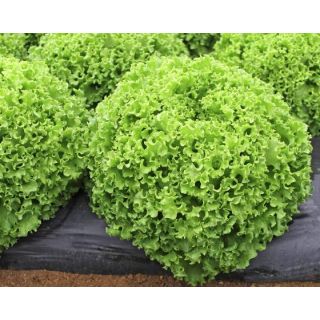 Compra LECHUGA DRAGONE Píldora Sphera (5.000 Semillas) en la tienda online Fito Agrícola