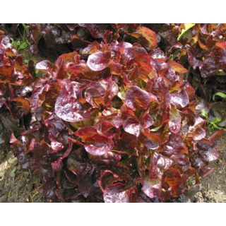 Compra LECHUGA GRENADINE Píldora Sphera (5.000 Semillas) en la tienda online Fito Agrícola