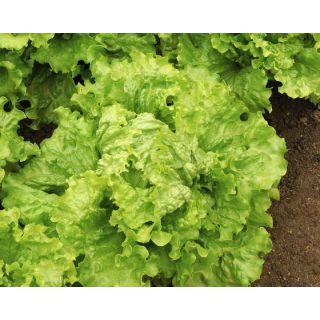 Compra LECHUGA EOLE Píldora Sphera (5.000 Semillas) en la tienda online Fito Agrícola