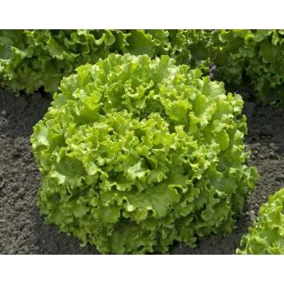 Compra LECHUGA EXQUISE Píldora Sphera (5.000 Semillas) en la tienda online Fito Agrícola