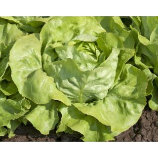 Compra LECHUGA SAGESS Píldora Sphera (5.000 Semillas) en la tienda online Fito Agrícola