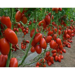 Compra TOMATE SIR ELYAN Vilsem (1000 Semillas) en la tienda online Fito Agrícola