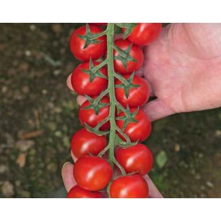 Compra TOMATE DELYCCHO F1 (1000 Semillas) en la tienda online Fito Agrícola