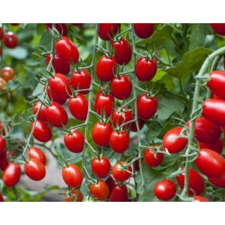 Compra TOMATE RIESLING F1 Vilsem (1000 Semillas) en la tienda online Fito Agrícola