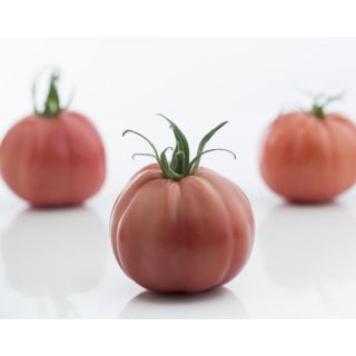 Compra TOMATE PLENAROSA F1 Vilsem (1000 Semillas) en la tienda online Fito Agrícola