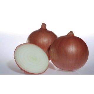 Compra CEBOLLA UTRERO F1 (100.000 Semillas) en la tienda online Fito Agrícola