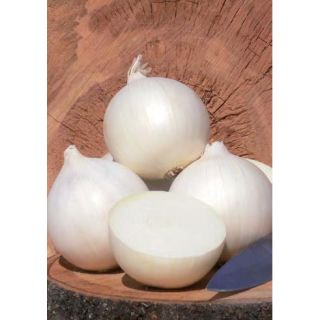 Compra CEBOLLA SOLSTICE F1 (100.000 Semillas) en la tienda online Fito Agrícola