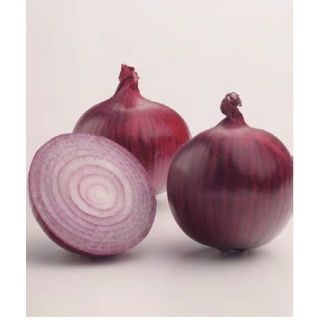 Compra CEBOLLA COUNTACH F1 Pregerminada (100.000 Semillas) en la tienda online Fito Agrícola