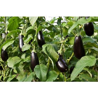 Compra BERENJENA CRISTAL ORGÁNICA F1 (1.000 Semillas) en la tienda online Fito Agrícola