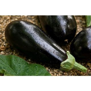 Compra BERENJENA AMALIA F-1 (1.000 Semillas) en la tienda online Fito Agrícola