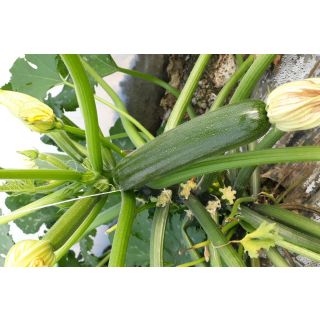 Compra CALABACÍN LEONARDO F1 (1.000 Semillas) en la tienda online Fito Agrícola