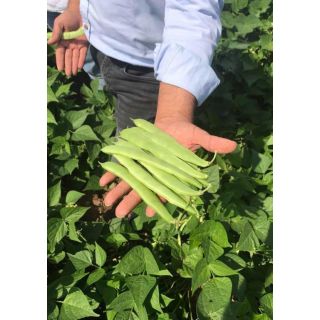 Compra JUDIA VOLTRAN (5 Kgr.). en la tienda online Fito Agrícola