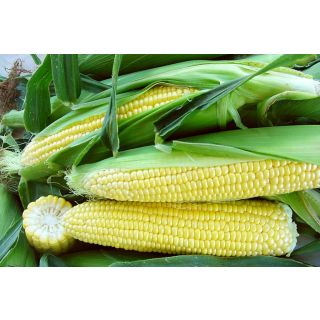 Compra MAÍZ SUPERDULCE SF 201 F-1 (100.000 Semillas). en la tienda online Fito Agrícola