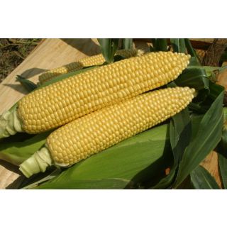 Compra MAÍZ SUPERDULCE SF 1282 F-1 (100.000 Semillas). en la tienda online Fito Agrícola