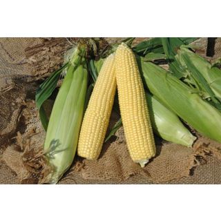 Compra MAÍZ SUPERDULCE SF 1280 F-1 (100.000 Semillas). en la tienda online Fito Agrícola