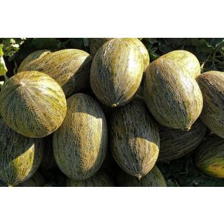 Compra MELÓN MONTIEL F-1 (1000 Semillas). en la tienda online Fito Agrícola