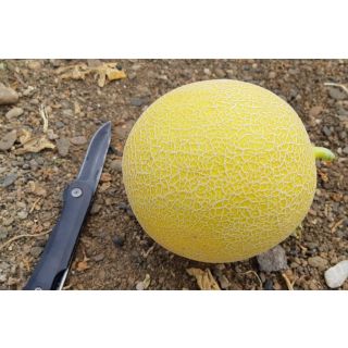 Compra MELÓN GRAZALEMA F-1 (1000 Semillas). en la tienda online Fito Agrícola
