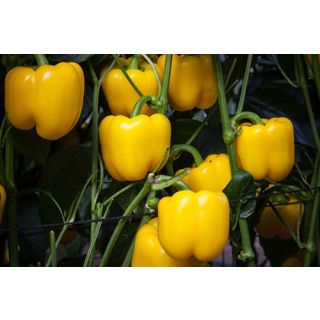 Compra PIMIENTO MADAGASCAR F-1 (1.000 Semillas) en la tienda online Fito Agrícola