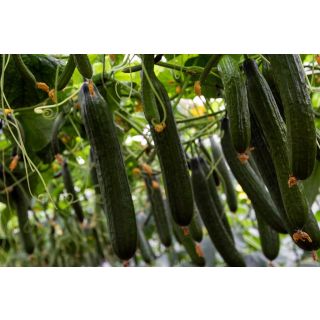 Compra PEPINO CAOBADO F-1 (1.000 Semillas) en la tienda online Fito Agrícola